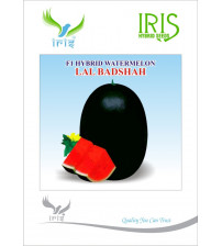 Watermelon F1 Iris Lal Badshah (Icebox Segment) 50 grams